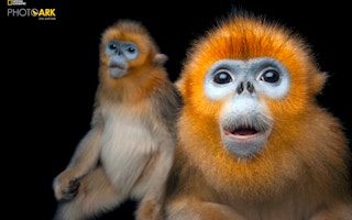golden monkey photo ark