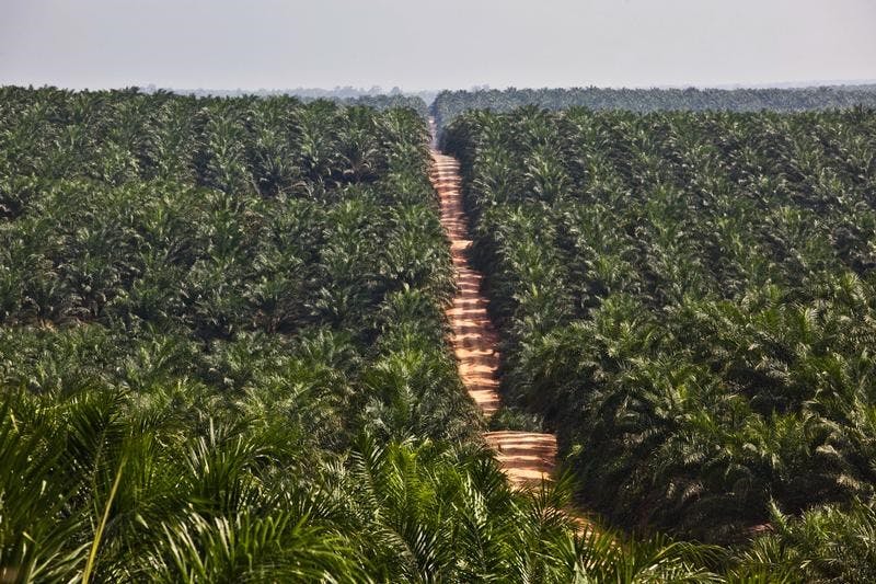 east kalimantan palm oil