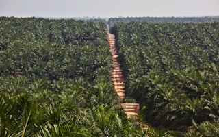 east kalimantan palm oil