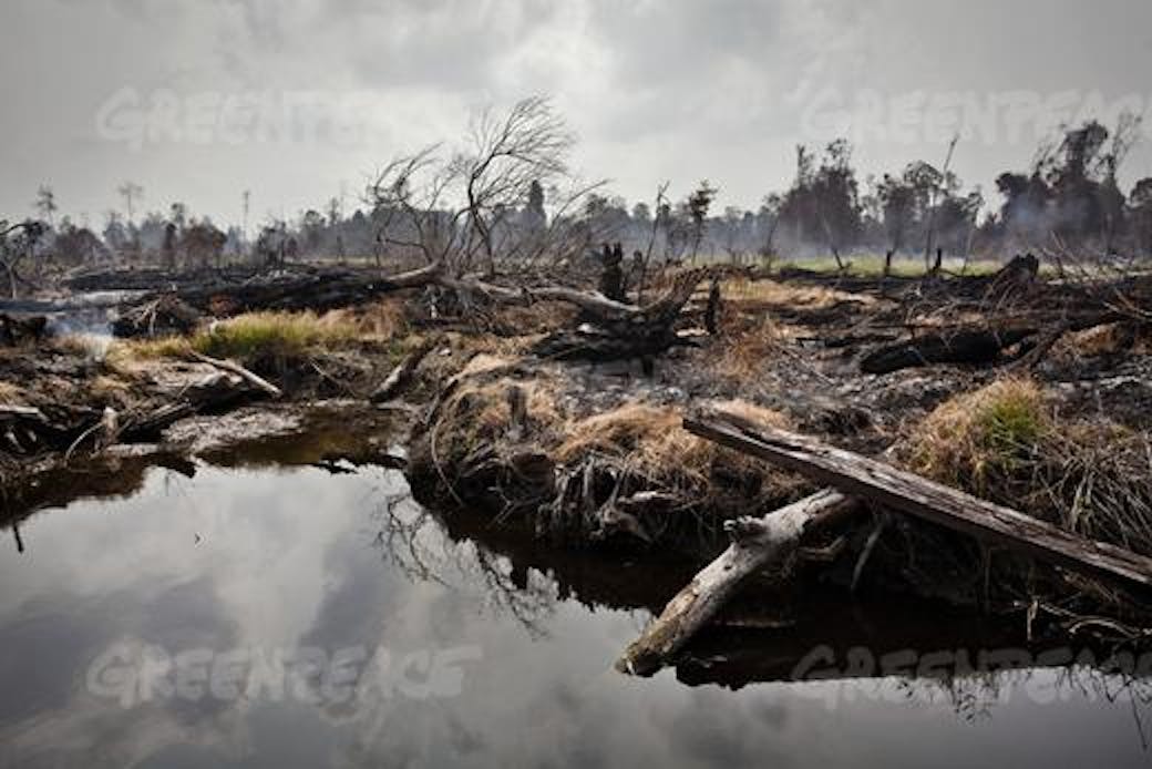Deforestation by palm oil