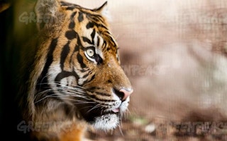 Sumatran tigers