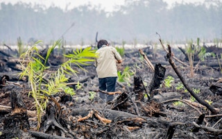 palm oil saplings kalimantan