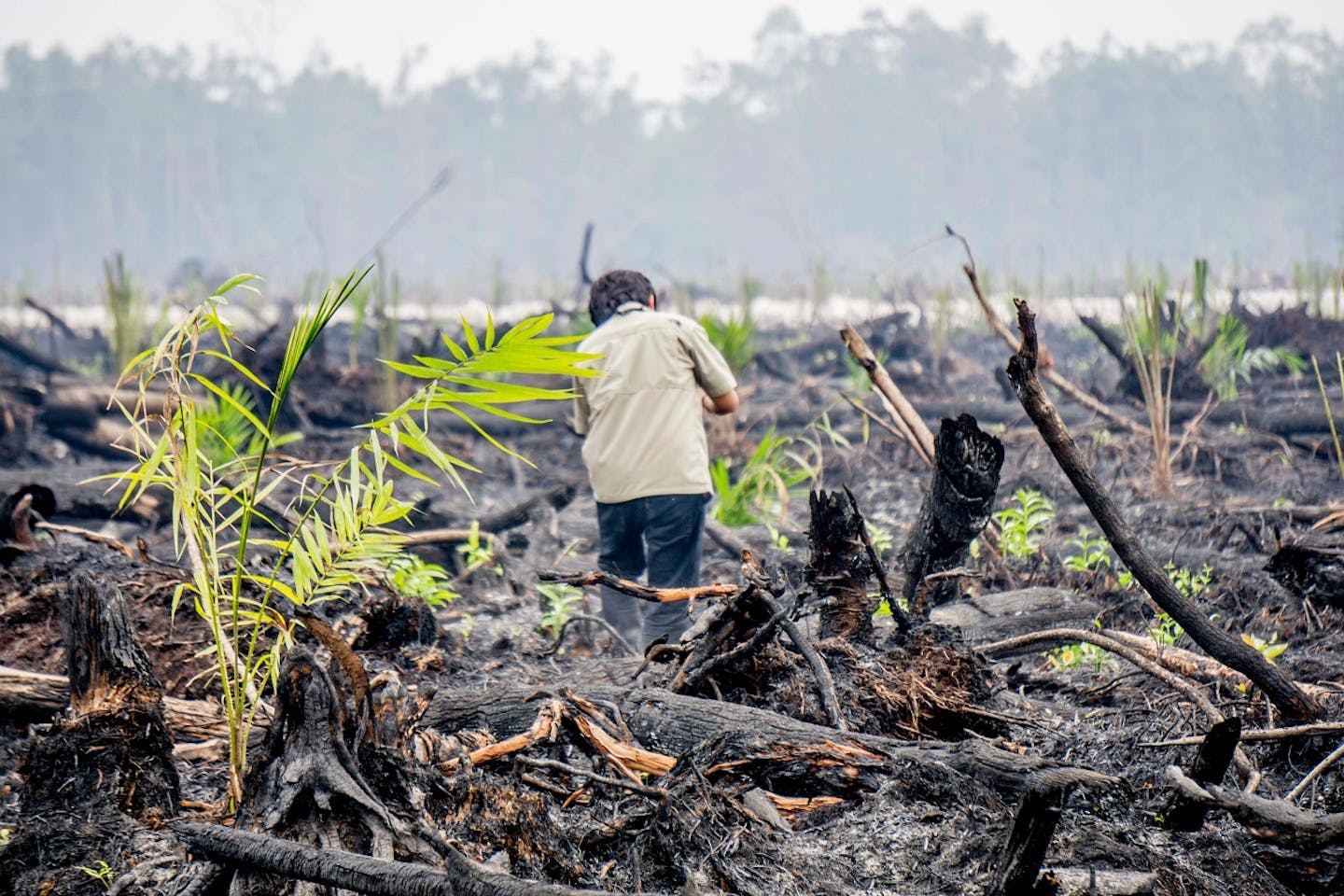 palm oil saplings kalimantan