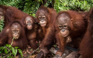 orangutans nyaru menteng