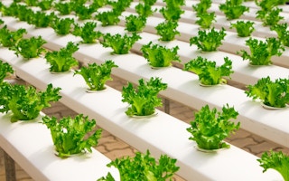 urban farm hydroponics