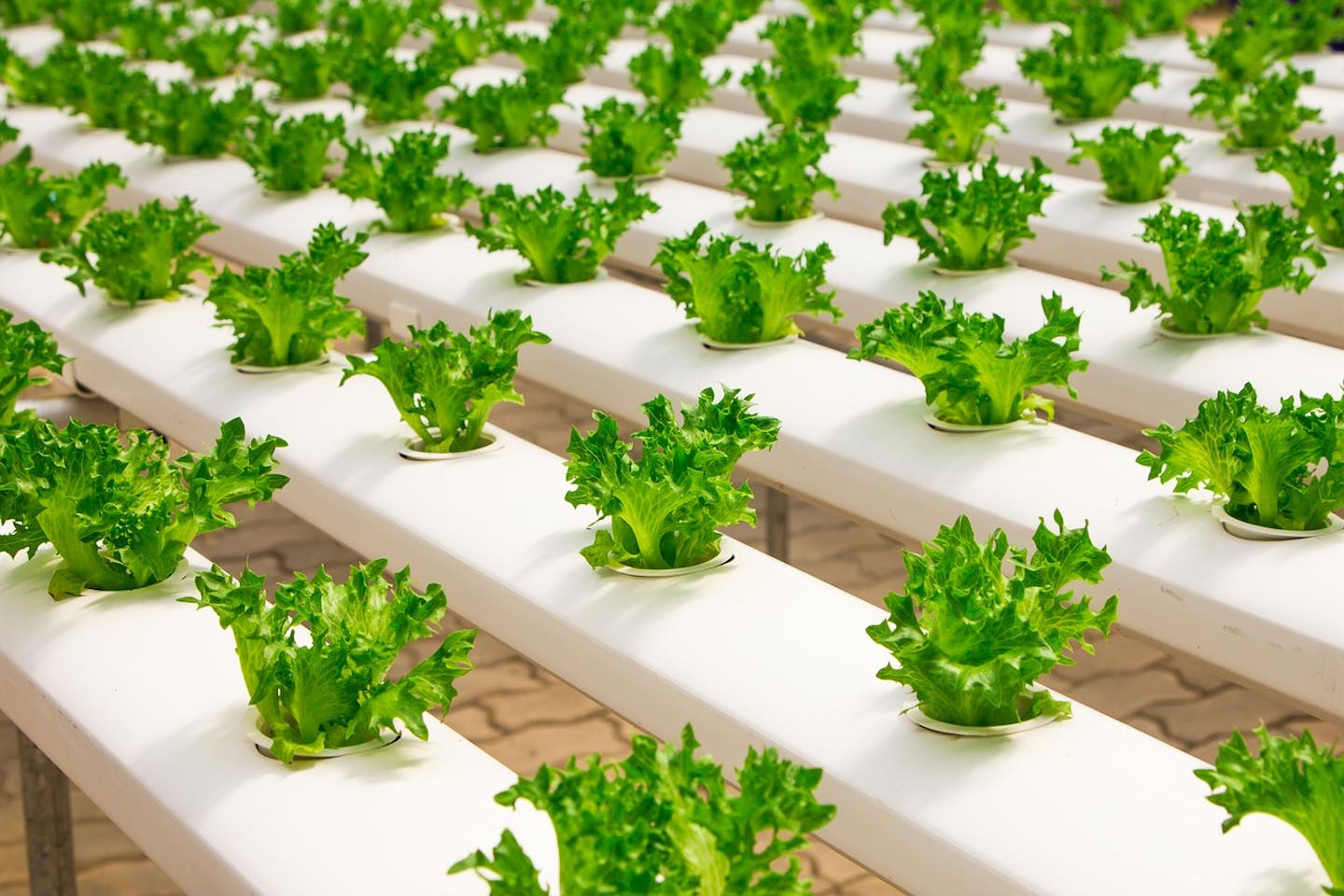 How to Prepare for Food Shortages Using Hydroponics