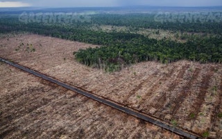 greenpeace Riau deforestation