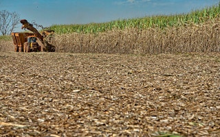 harvestor cuts sugarcane