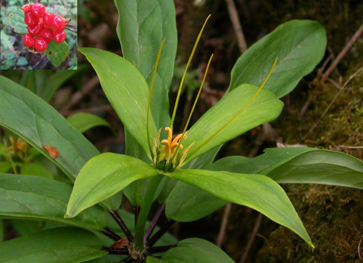 herb paris nepal