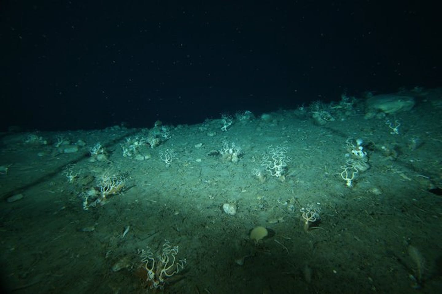 черное море на дне