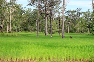 Rice farming is critical to Cambodia's economy and food security, but the crop contributes to loss of natural habitat in the Southeast Asian country. Image: 