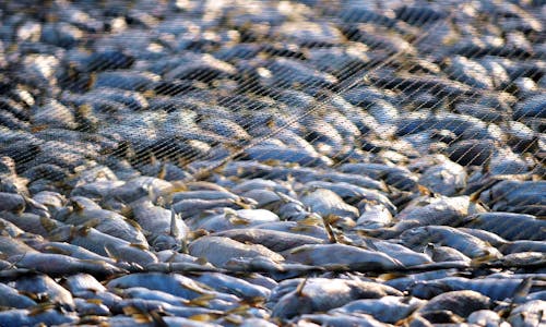 How artificial intelligence can lead to more sustainable fishing 