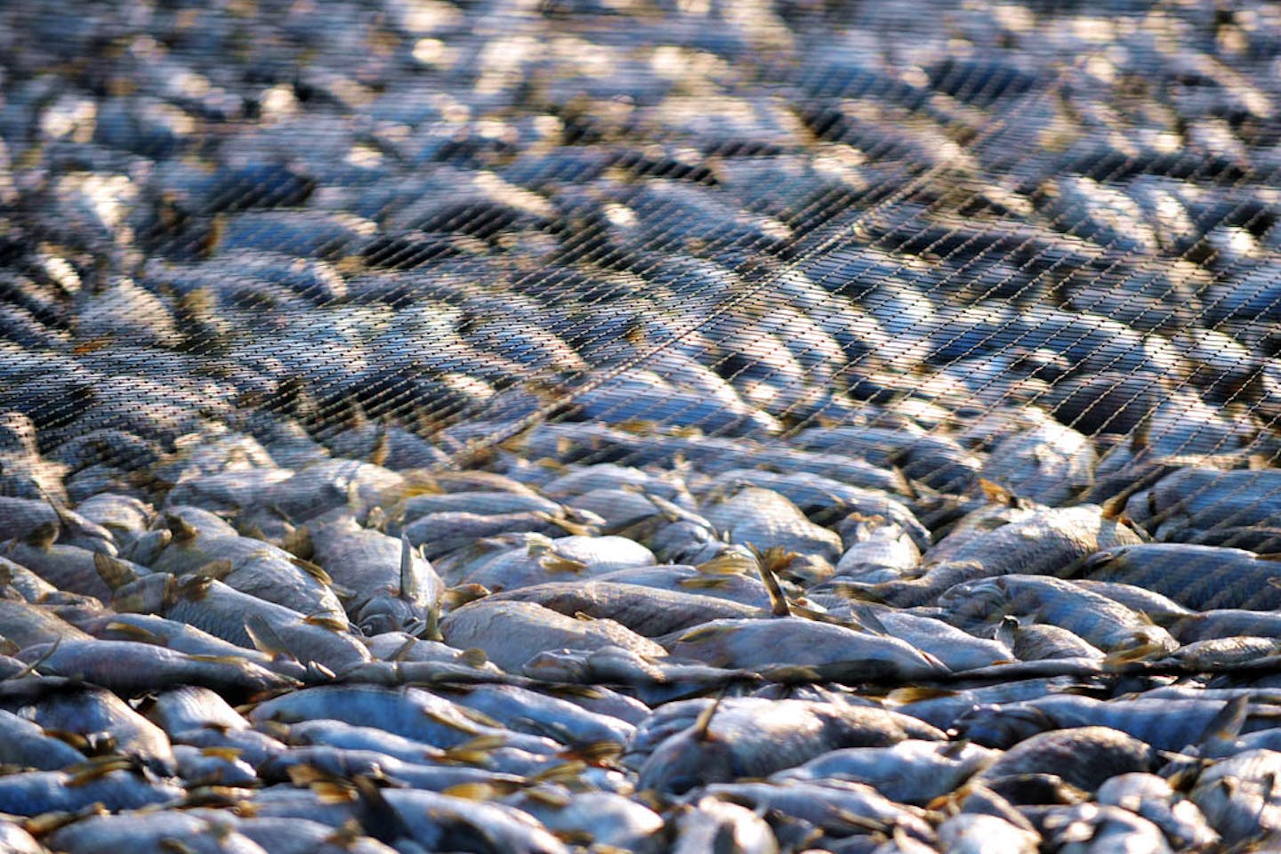 Fish Piracy