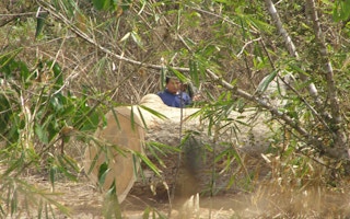 illegal logging in chiangmai