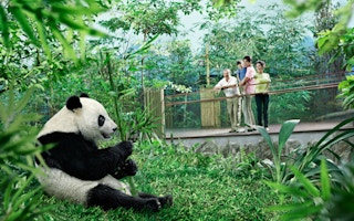 Giant pandas at River Safari