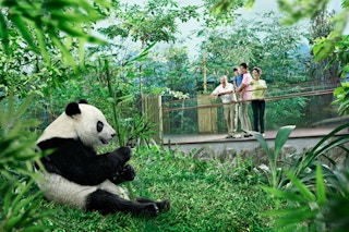 Giant pandas at River Safari