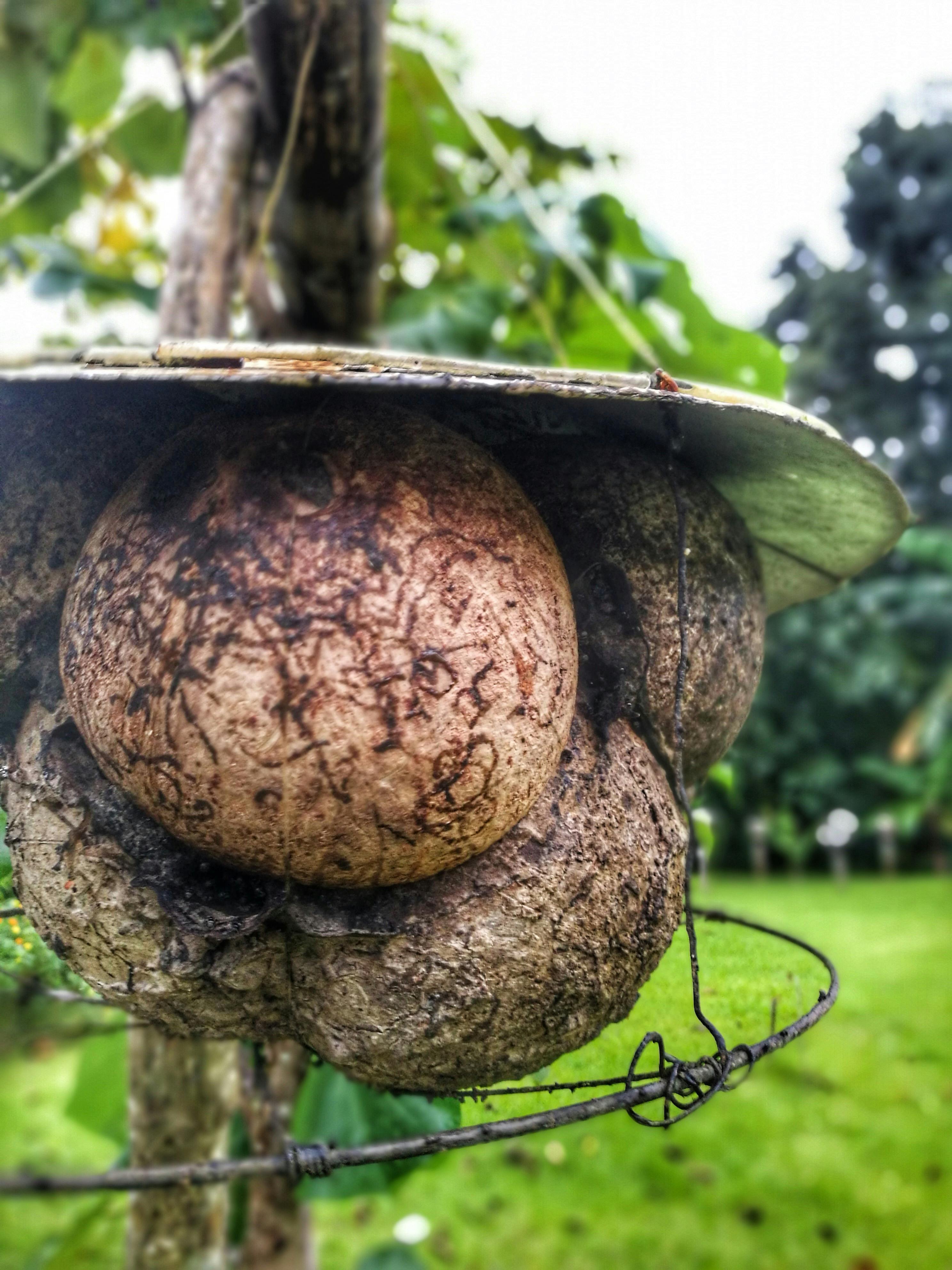 Bees Help Keep Philippines Coconut Production Abuzz | News | Eco ...