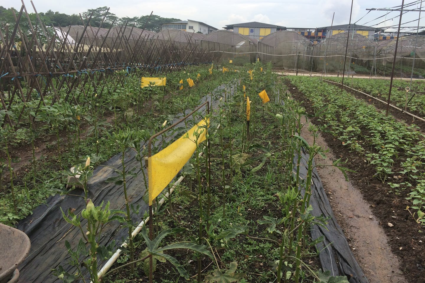 quan fa farm