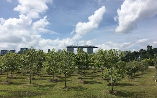 A grove of trees growing on Marina Barrage, Singapore, with the iconic Marina Bay Sands in the background. Image: Eco-Business