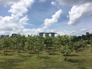 A grove of trees growing on Marina Barrage, Singapore, with the iconic Marina Bay Sands in the background. Image: Eco-Business