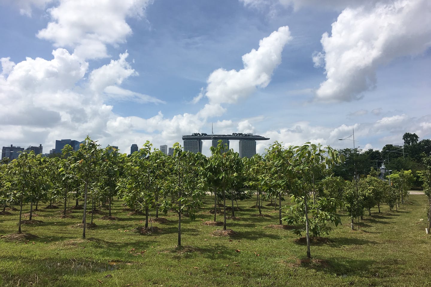 A grove of trees growing on Marina Barrage, Singapore, with the iconic Marina Bay Sands in the background. Image: Eco-Business