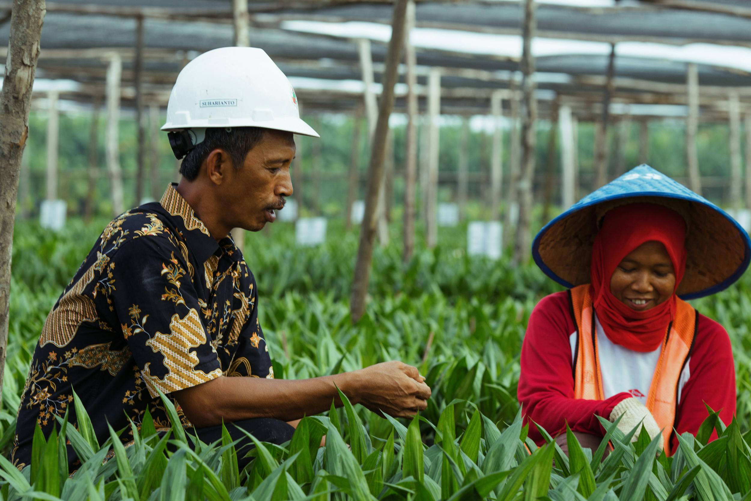 Smallholder cooperatives are breaking new ground