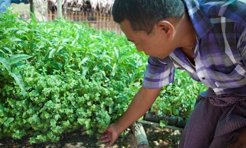 Water-saving tech, veg gardens grow hope in Myanmar's Dry Zone
