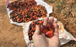 Individual oil palm fruits 