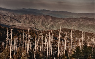 Trees made bare by acid rain in Smokey Mountain National Park, USA
