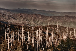 Trees made bare by acid rain in Smokey Mountain National Park, USA