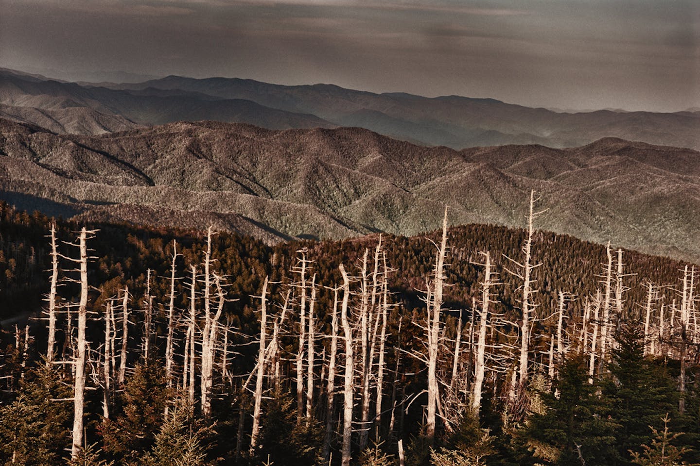Trees made bare by acid rain in Smokey Mountain National Park, USA