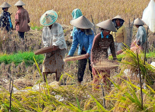 bali farmers