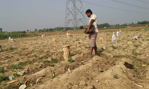 Add cows, subtract chemicals: Organic farming a plus for climate-hit Indian farmers