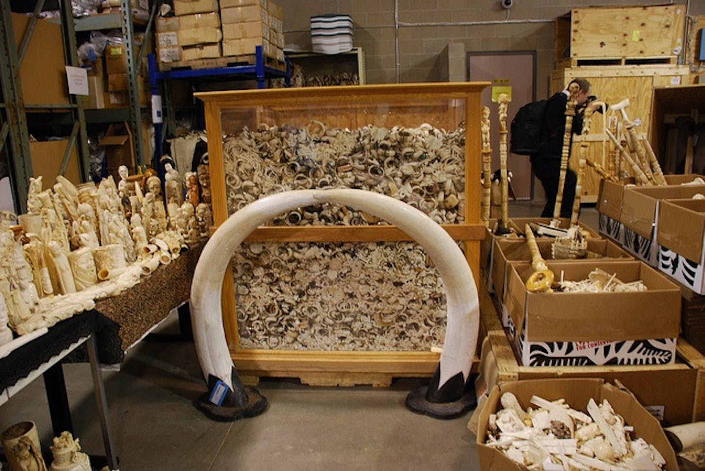 ivory carbon dating ivory carbon dating