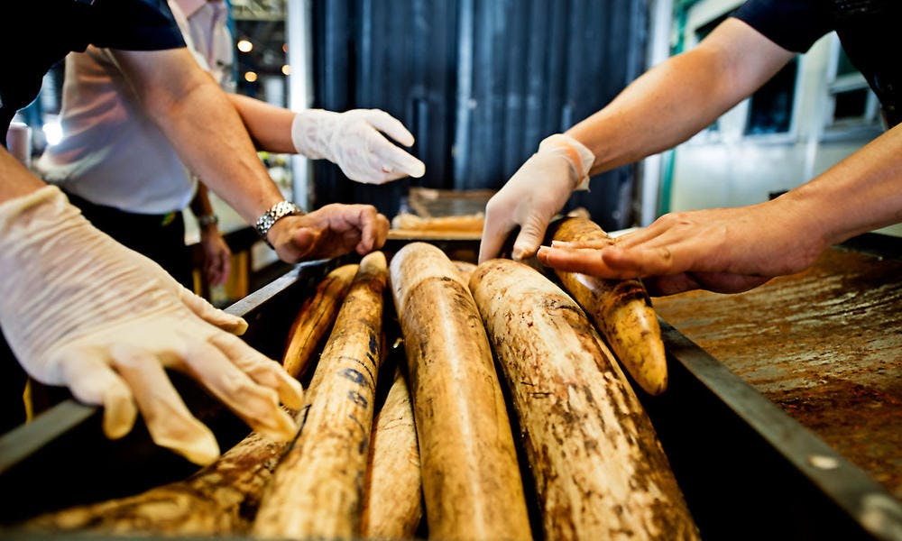ivory tusks wwf