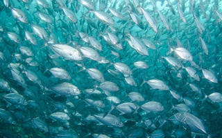 Fish, sense of smell, climate change