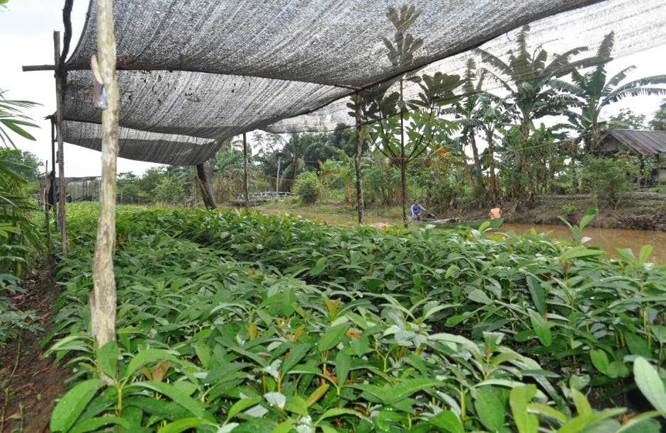 jelutong seedlings