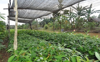 jelutong seedlings