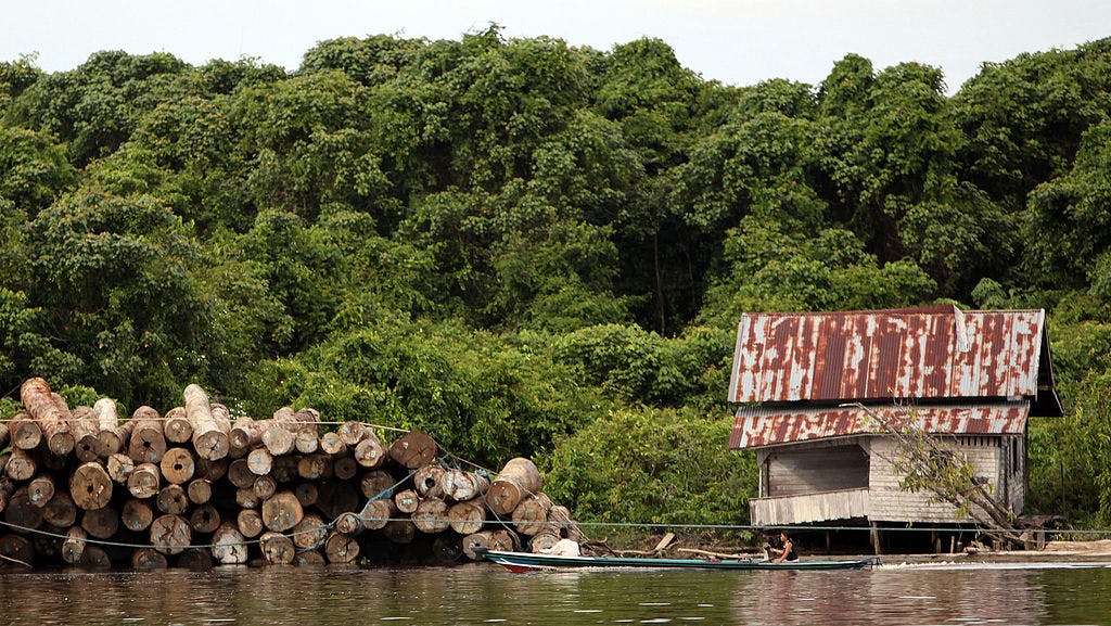kalimatan illegal logging
