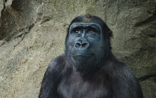 Top 6 inspiring and happy environmental stories 1 hope for gorillas