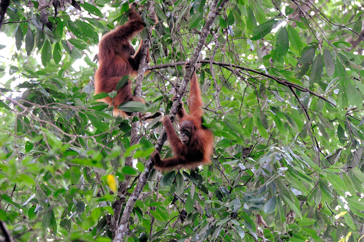 orang utans gunung leuser np