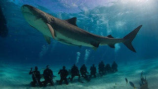 shark swimming 