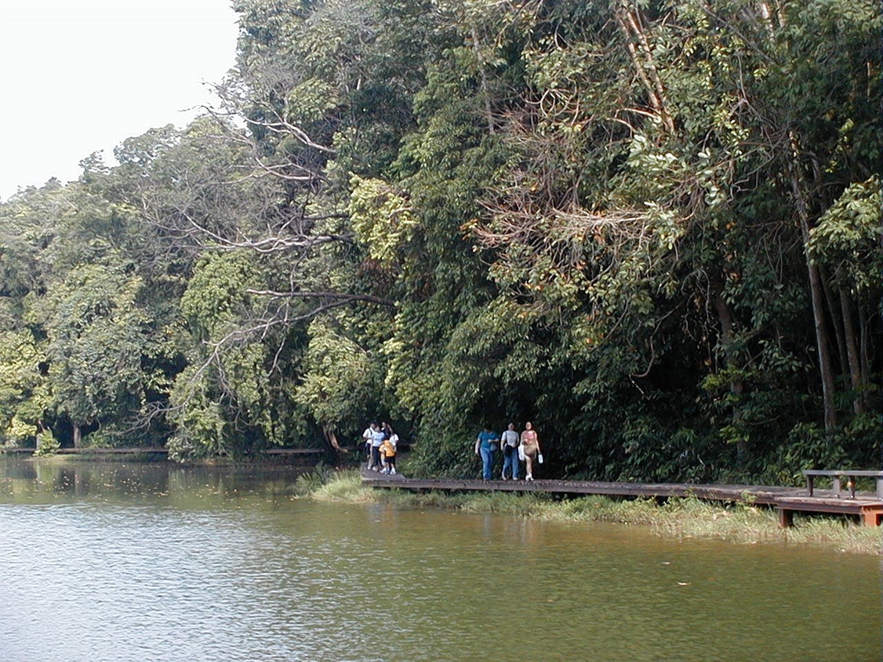 MacRitchie Reservoir Boardwalk