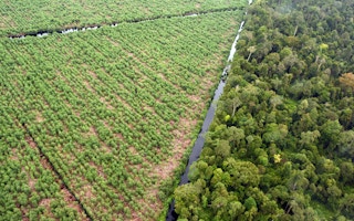 forest-plantation boundary APP perawang