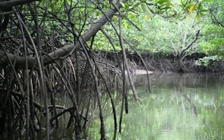 malaysian mangrove