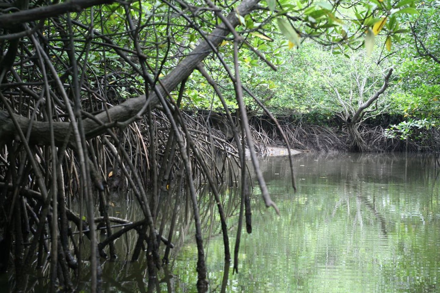 Malaysia S Mangrove Forest Rapidly Depleted And Degraded News Eco Business Asia Pacific