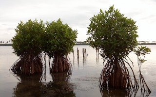 sri lanka mangroves