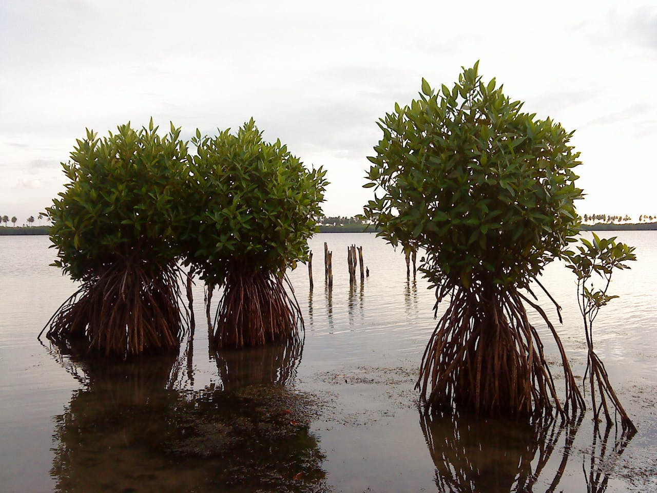In Sri Lanka and beyond, seagrass key to livelihoods, marine habitats