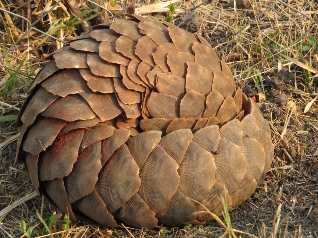 Pangolin in defensive mode
