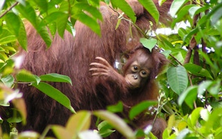 mother and baby orangutan in the forest